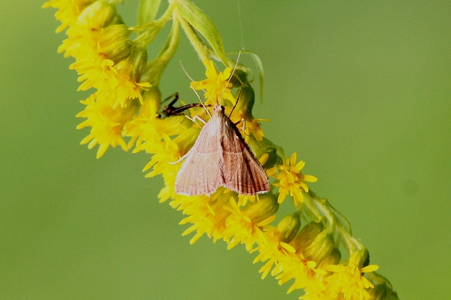 piccola farfalla da identificare